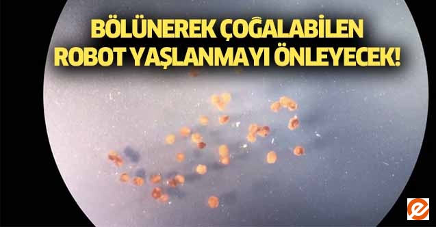Bölünerek çoğalabilen robot yaşlanmayı önleyecek!
