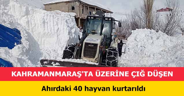Kahramanmaraş’ta üzerine çığ düşen ahırdaki 40 hayvan kurtarıldı