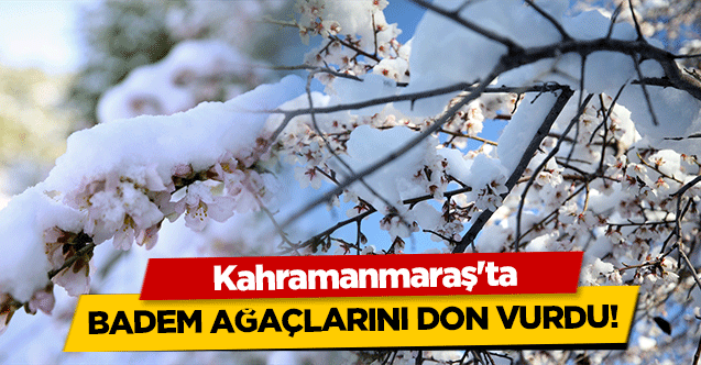 Kahramanmaraş'ta badem ağaçlarını don vurdu!