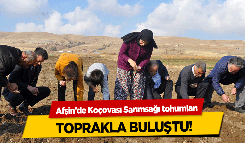 Afşin’de Koçovası Sarımsağı tohumları toprakla buluştu!