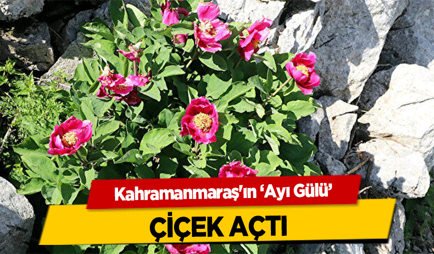 Kahramanmaraş'ın ‘Ayı Gülü’ çiçek açtı