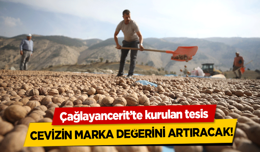 Çağlayancerit’te kurulan tesis cevizin marka değerini artıracak!