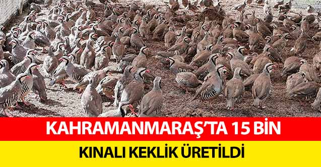Kahramanmaraş’ta 15 bin kınalı keklik üretildi