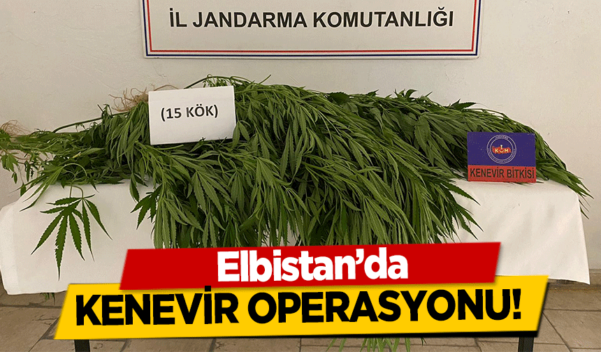 Elbistan’da kenevir operasyonu!