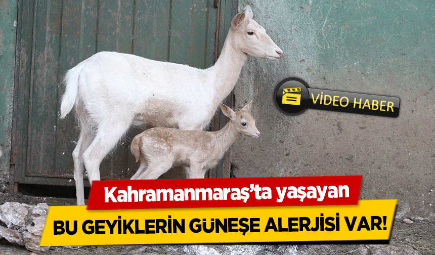 Kahramanmaraş’ta yaşayan bu geyiklerin güneşe alerjisi var!