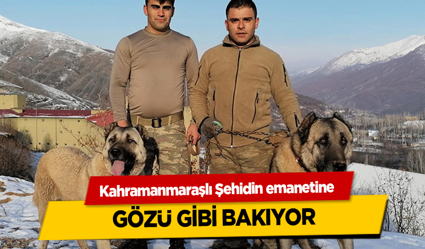 Kahramanmaraşlı Şehidin emanetine gözü gibi bakıyor