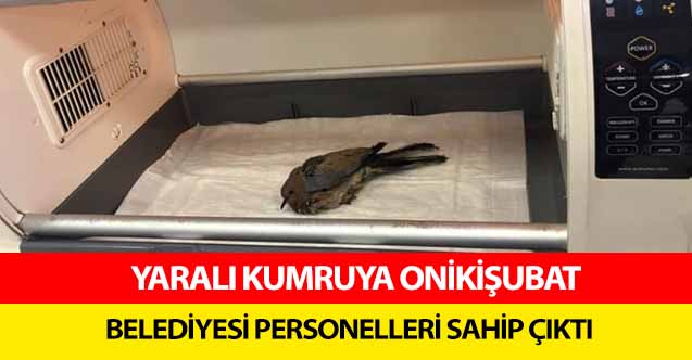 Yaralı Kumruya Onikişubat Belediyesi Personelleri Sahip Çıktı