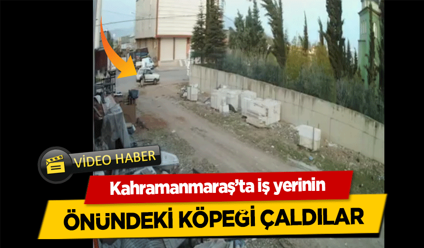 Kahramanmaraş’ta iş yerinin önündeki köpeği çaldılar