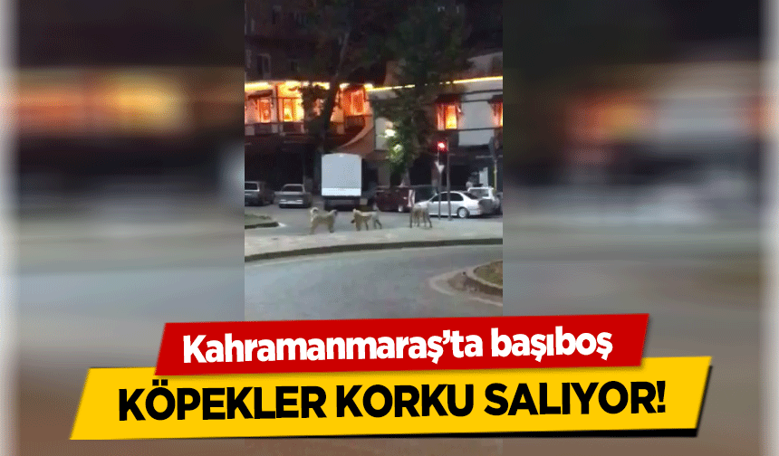 Kahramanmaraş’ta başıboş köpekler korku salıyor!