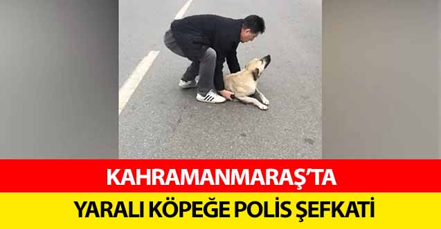 Kahramanmaraş’ta yaralı köpeğe polis şefkati