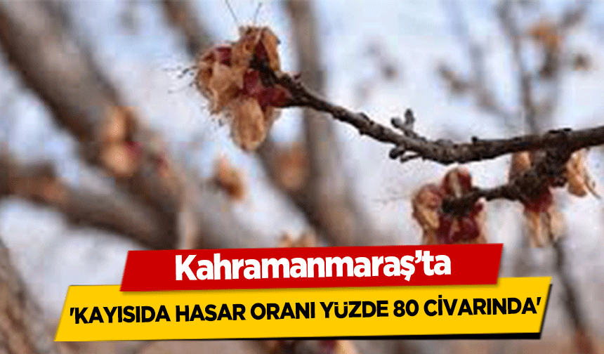 Kahramanmaraş’ta 'kayısıda hasar oranı yüzde 80 civarında'