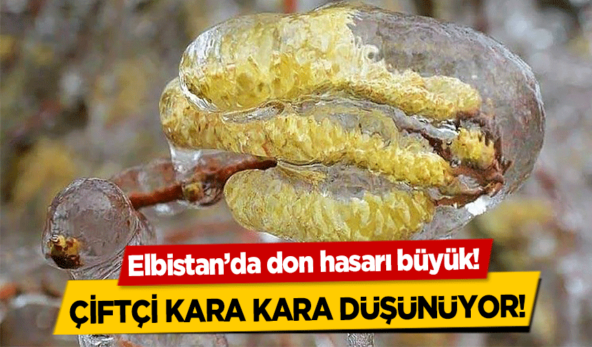 Elbistan’da don hasarı büyük!