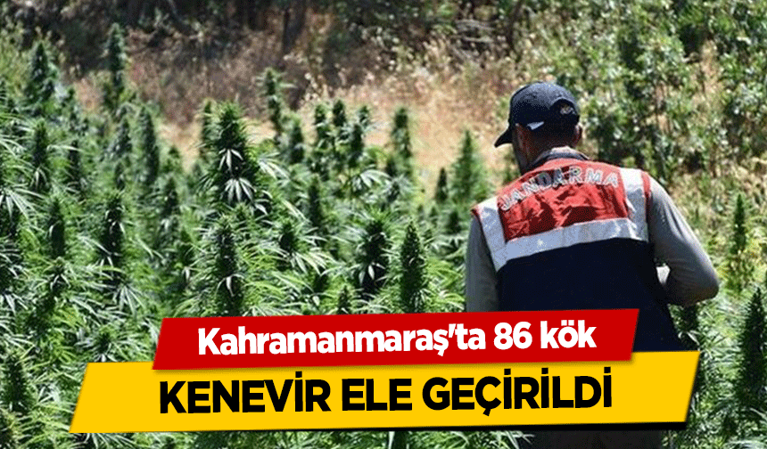 Kahramanmaraş'ta 86 kök kenevir ele geçirildi