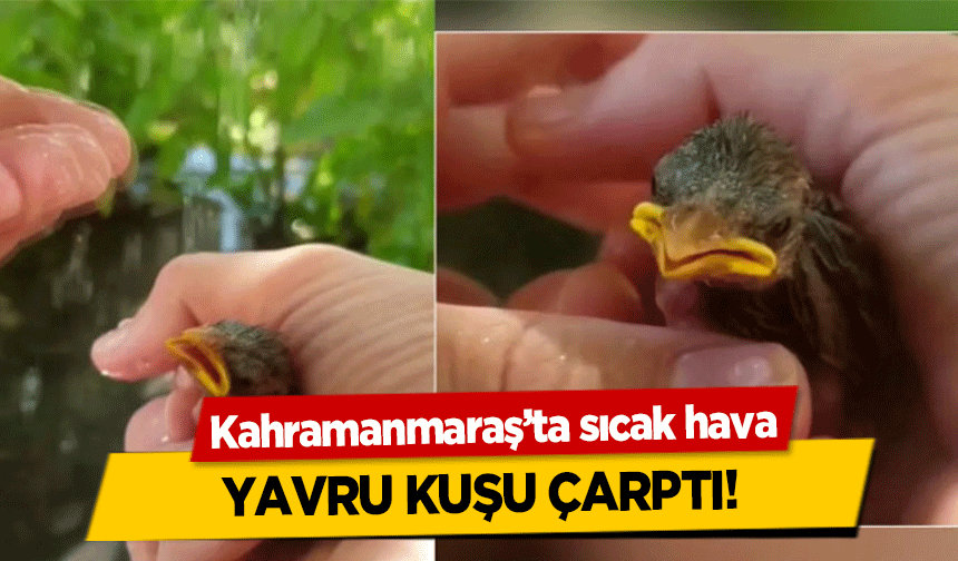Kahramanmaraş’ta sıcak hava yavru kuşu çarptı!