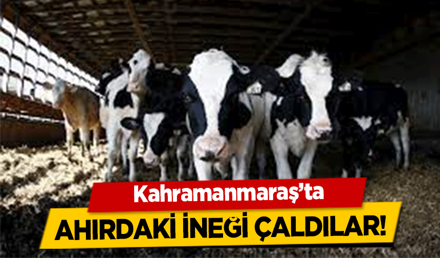 Kahramanmaraş’ta ahırdaki ineği çaldılar!