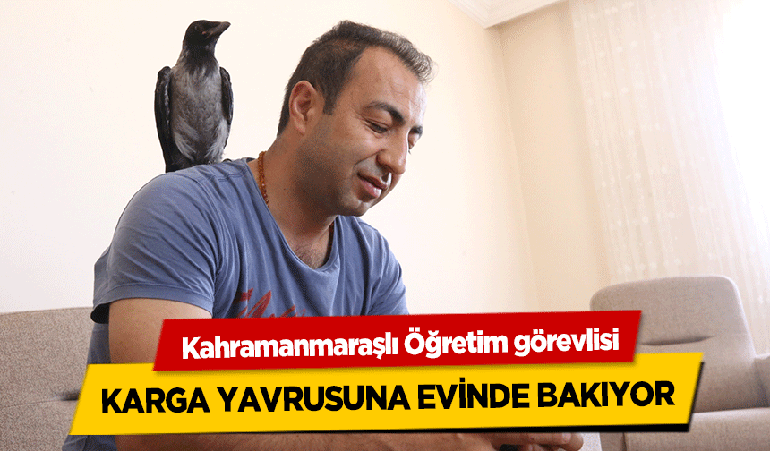 Kahramanmaraşlı Öğretim görevlisi, karga yavrusuna evinde bakıyor