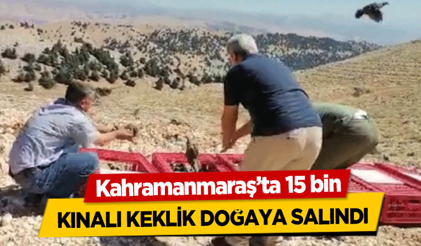 Kahramanmaraş’ta 15 bin kınalı keklik doğaya salındı