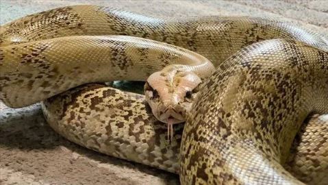 Piton dehşeti! 5 yaşındaki çocuğu ısırıp havuza sürükledi