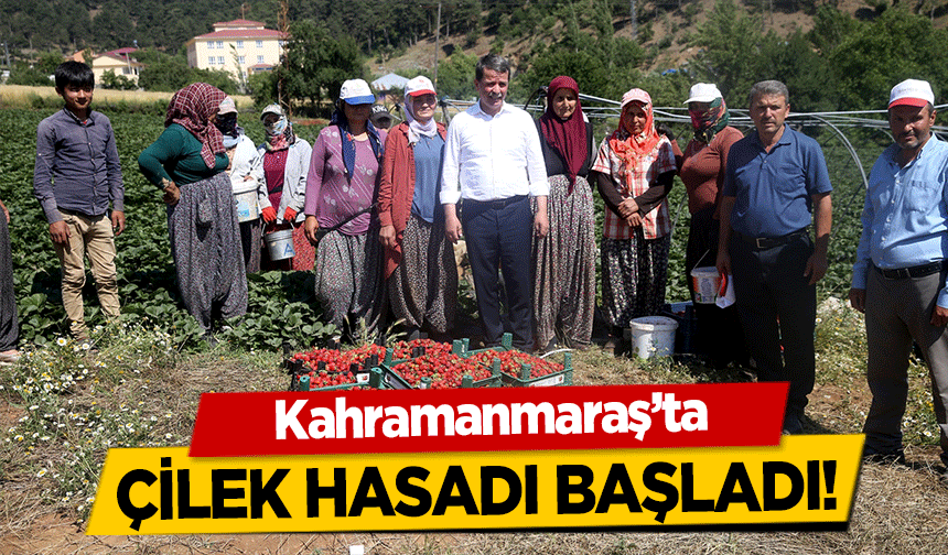 Kahramanmaraş’ta çilek hasadı başladı!