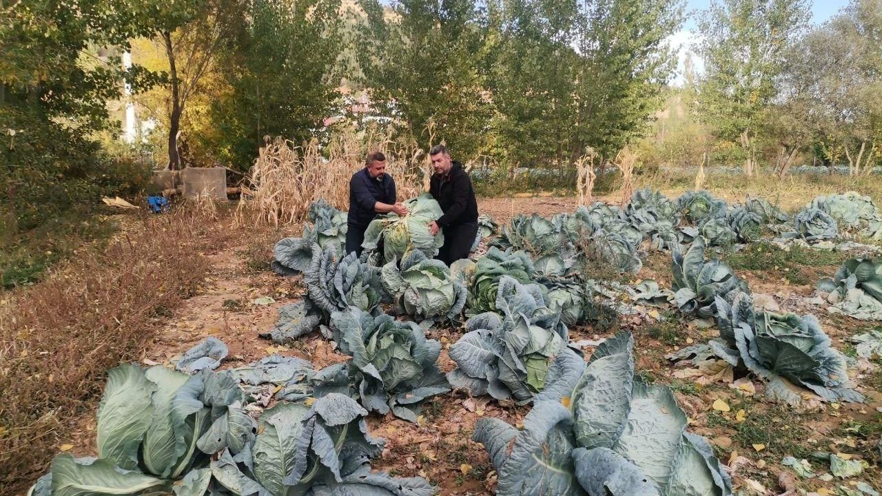 Kahramanmaraş'ta 60 kiloluk dev lahanalar şaşırttı