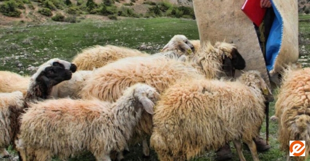 Çoban cinsel ilişkiye girdiği kadına koyun verdi!