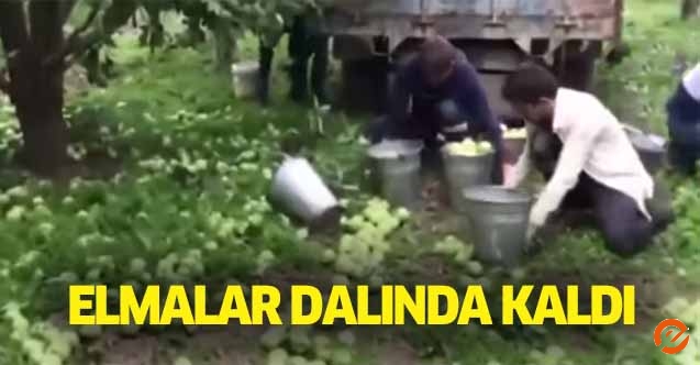 Elmalar dalında kaldı