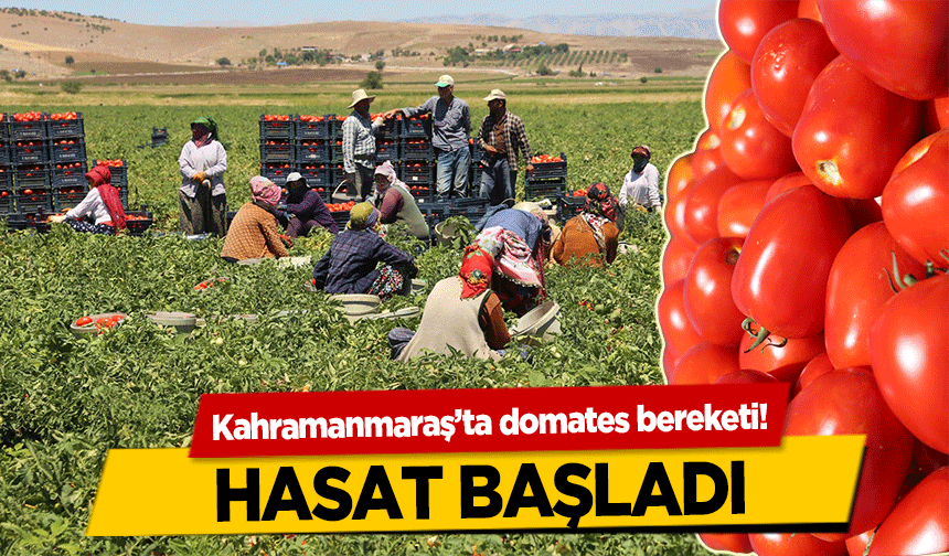Kahramanmaraş’ta domates bereketi! Hasat Başladı