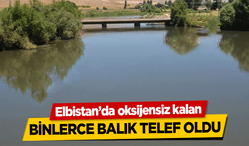 Elbistan’da oksijensiz kalan binlerce balık telef oldu