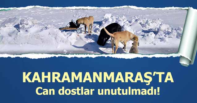 Kahramanmaraş’ta can dostlar unutulmadı