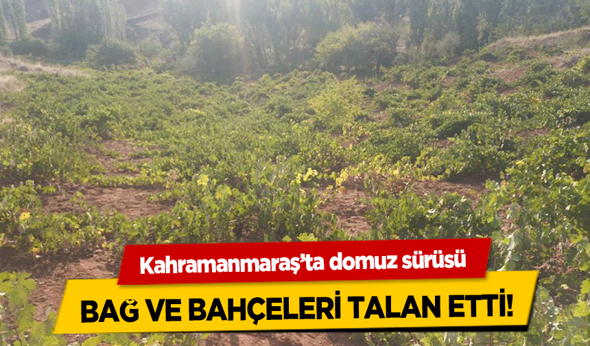 Kahramanmaraş’ta domuz sürüsü bağ ve bahçeleri talan etti!