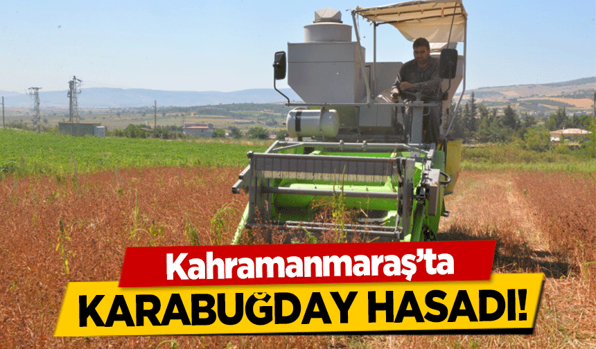 Kahramanmaraş’ta karabuğday hasadı!