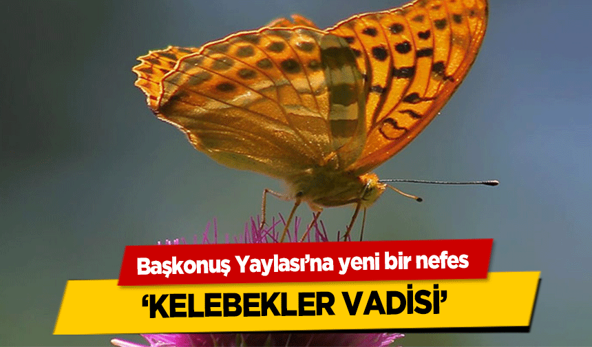 Başkonuş Yaylası’na yeni bir nefes ‘Kelebekler vadisi’