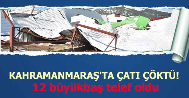 Kahramanmaraş'ta çatı çöktü! 12 büyükbaş telef oldu
