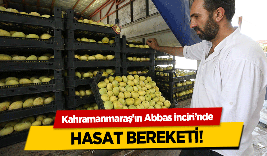 Kahramanmaraş'ın Abbas İnciri’nde hasat bereketi!