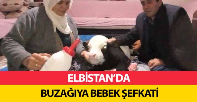 Elbistan’da buzağıya bebek şefkati