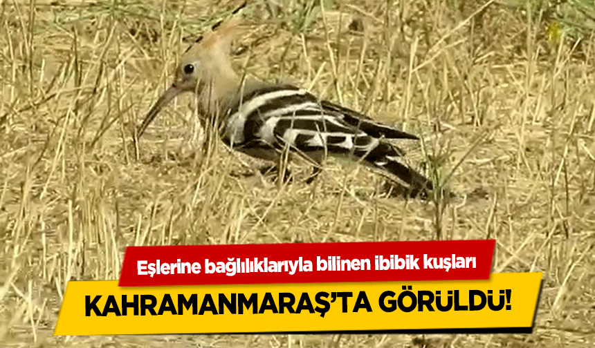 Eşlerine bağlılıklarıyla bilinen ibibik kuşları Kahramanmaraş’ta Görüldü!