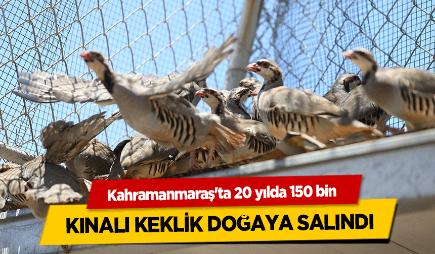 Kahramanmaraş'ta 20 yılda 150 bin kınalı keklik doğaya salındı
