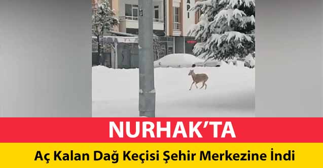 Nurhak’ta aç kalan dağ keçisi şehre indi