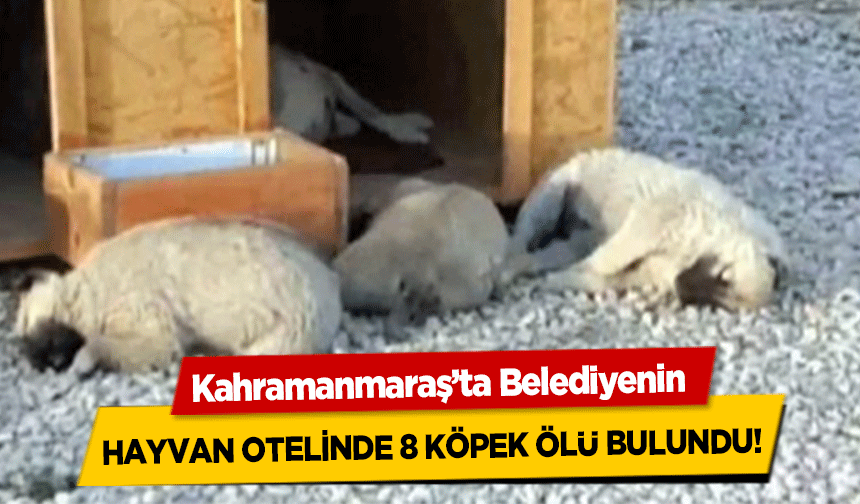 Kahramanmaraş’ta Belediyenin hayvan otelinde 8 köpek ölü bulundu!