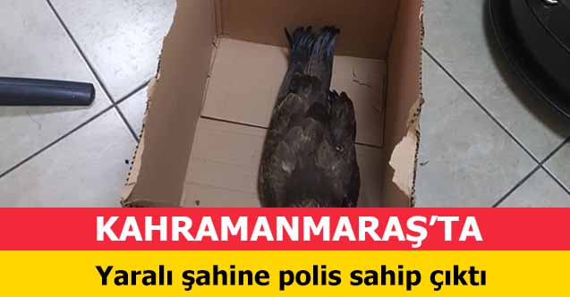 Kahramanmaraş’ta Yaralı şahine polis sahip çıktı 