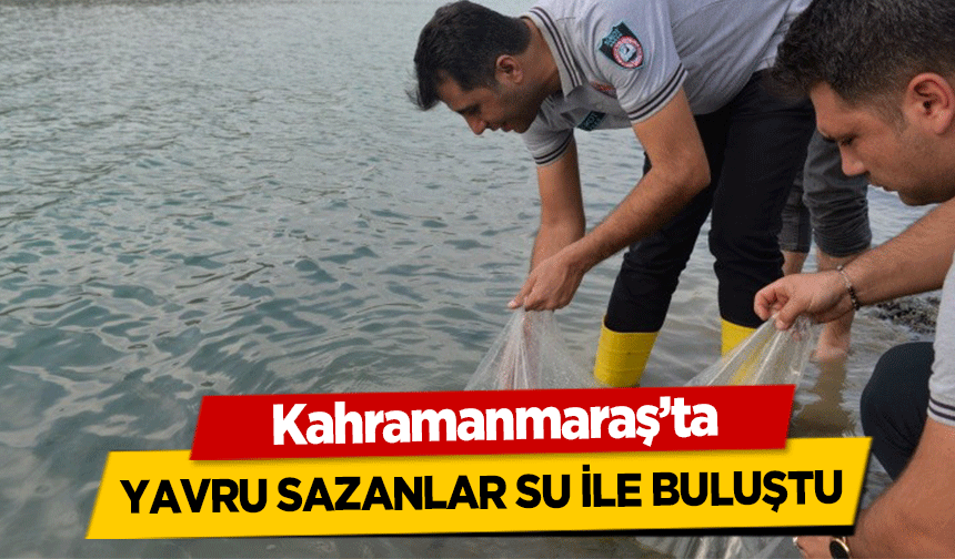 Kahramanmaraş’ta yavru sazanlar su ile buluştu
