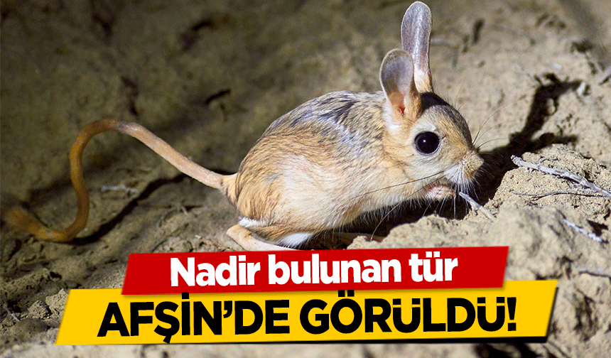 Nadir bulunan tür Afşin’de görüldü!