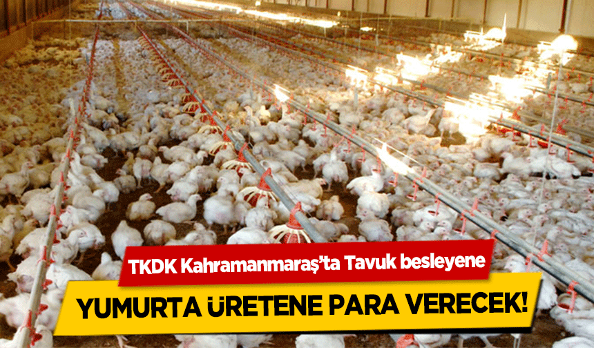 TKDK Kahramanmaraş’ta Tavuk besleyene, yumurta üretene para verecek!