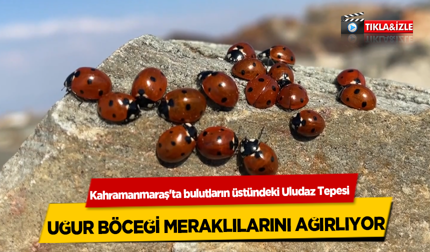 Kahramanmaraş'ta bulutların üstündeki Uludaz Tepesi uğur böceği meraklılarını ağırlıyor