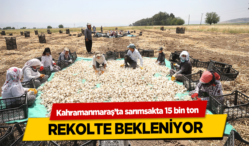 Kahramanmaraş’ta sarımsakta 15 bin ton rekolte bekleniyor