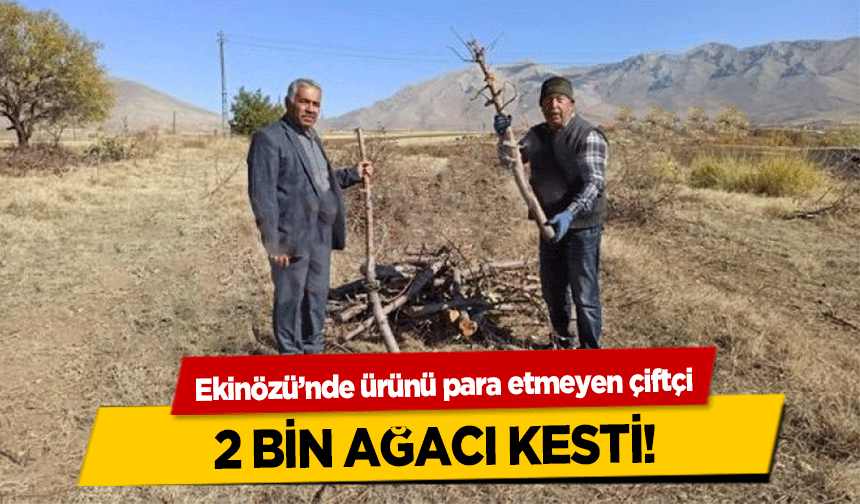 Ekinözü’nde ürünü para etmeyen çiftçi 2 bin ağacı kesti!