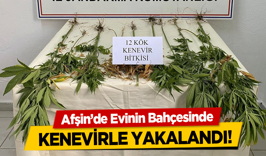 Afşin’de Evinin Bahçesinde kenevirle yakalandı!