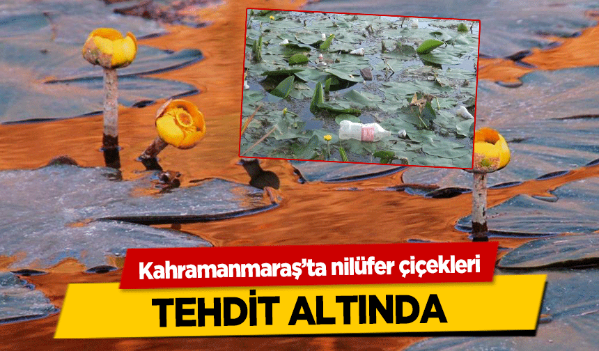 Kahramanmaraş’ta nilüfer çiçekleri tehdit altında