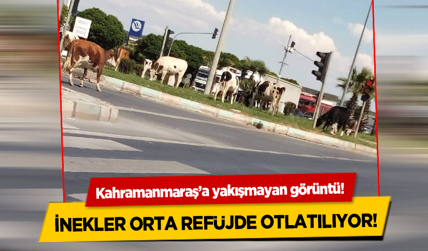 Kahramanmaraş’ta inekler orta refüjde otlatılıyor!