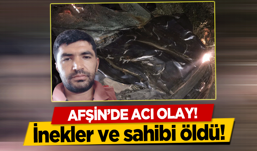 Afşin’de acı olay! İnekler ve sahibi öldü!